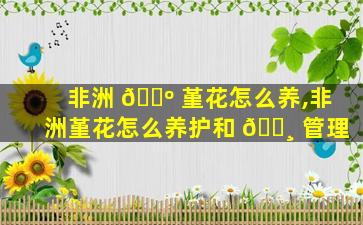 非洲 🐺 堇花怎么养,非洲堇花怎么养护和 🌸 管理